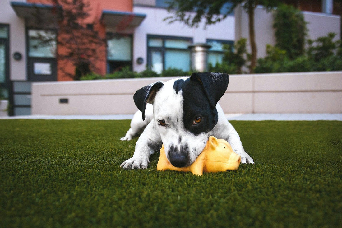 Top 5 Best Toys for Dogs: Enhancing Mental and Physical Stimulation - BestShop